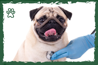 un-buen-veterinario.jpg